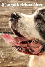 A kutyák titkos élete