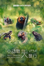 小动物 大旅行 poster