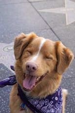 Foto retrato de Indy