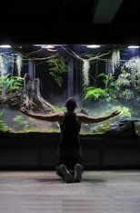 My Giant Cloud Rainforest Vivarium poster