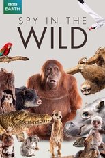 Poster di Spy in the Wild