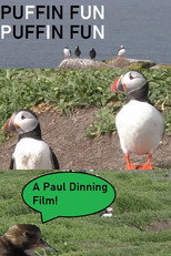 Puffin Fun