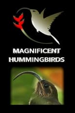 Poster for Magnificent Hummingbirds