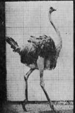 Ostrich Walking (1887)