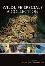 Poster for Wildlife Specials Season 1