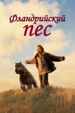 Фламандский пёс