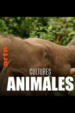Cultures animales poster