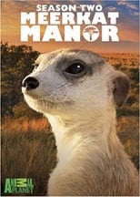 Poster for Meerkat Manor Season 2