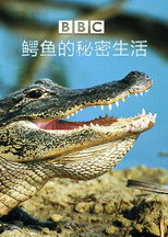 The Secret World Of Crocodiles With Ben Fogle poster