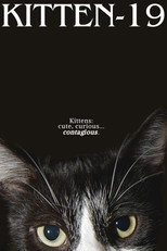 Kitten-19