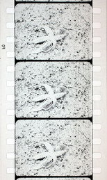 Les Echinodermes