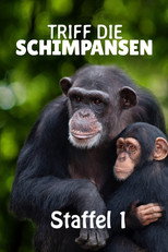 Poster zu Staffel 1 – Triff die Schimpansen