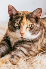 Fats as Time Cat in Sandwich
