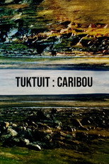 Tuktuit: Caribou