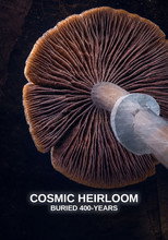 Cosmic Heirloom: Buried 400 Years poster
