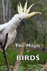 Poster for The Magic of BIRDS