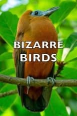 Poster for Bizarre Birds