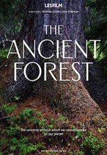 The Ancient Forest