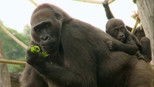 Gorilí povídání 1x6 (S01E06)