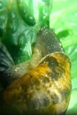 Snail poster