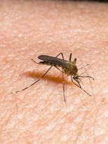 Poster for Mückenalarm - Invasion der Plagegeister 
