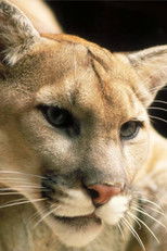 Hunter and Hunted (2005) poster