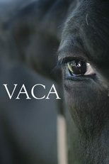 Vaca main poster
