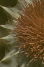 The Flower Cult of Amelia Earhart