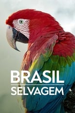 Poster di Brasil Selvagem