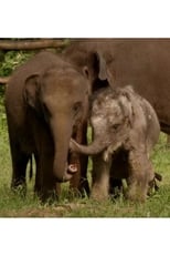 Poster for Sri Lanka: Elephant Island