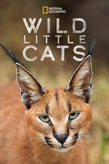 Poster for Wild Little Cats