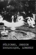 Poster for Pelicans, London Zoological Garden 