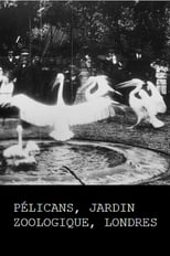 Poster for Pelicans, London Zoological Garden