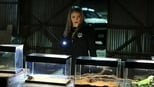 CSI: Investigação Criminal: 15 Temporada, Episódio 17