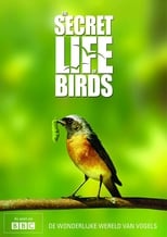 Poster for Iolo's Secret Life of Birds