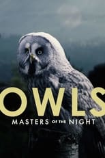 Poster for Owls: Masters of the Night 