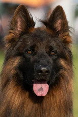 Эрос Тим Торретта as Актёр (dog) in Маня и Груня