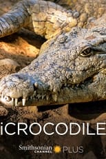 Poster for iCrocodile 