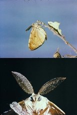 La lagarta