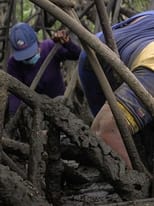 Poster for Mangrove Women