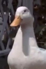 Webfoot Waddle