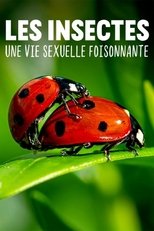 Les insectes, une vie sexuelle foisonnante