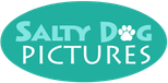 Salty Dog Pictures