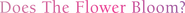 Logo of Does the Flower Bloom? image size 2395x163