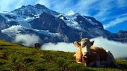 La Suisse sauvage  