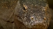 The Natural World--Komodo: The Deadly Bite  