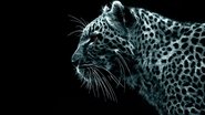 Wild Asia  