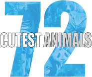 Logo of 72 Cutest Animals image size 637x532