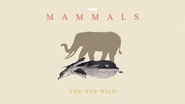 The New Wild