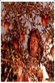 Polog (Economic Review)